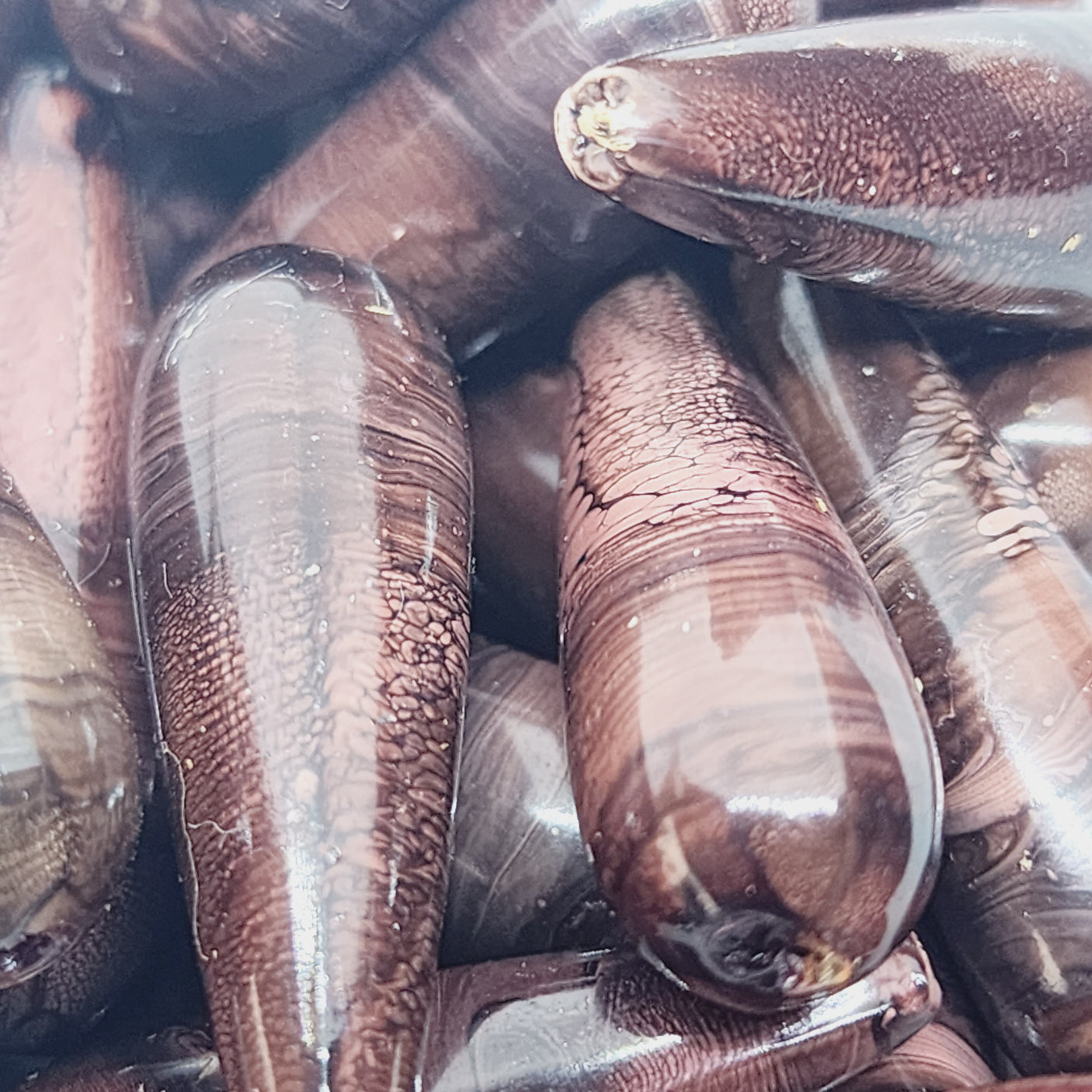 30x8mm Teardrop (10) - Dark Brown - Vintage Wood Veneer Marbled Effect Beads