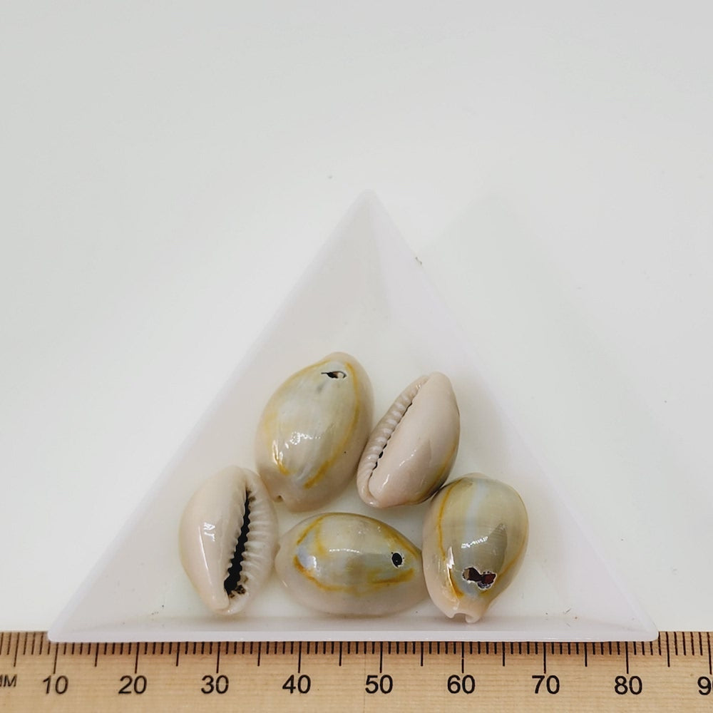 Cowrie Shells (25 grams) - Blue, Cream Beige, Orange