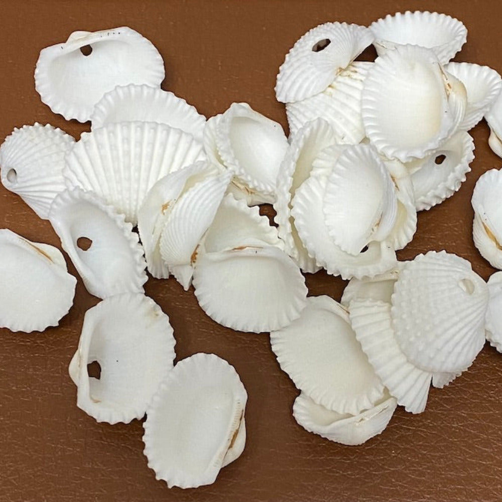 a group of white fan shape shells showing one hole for threading on craft or jewellery items
