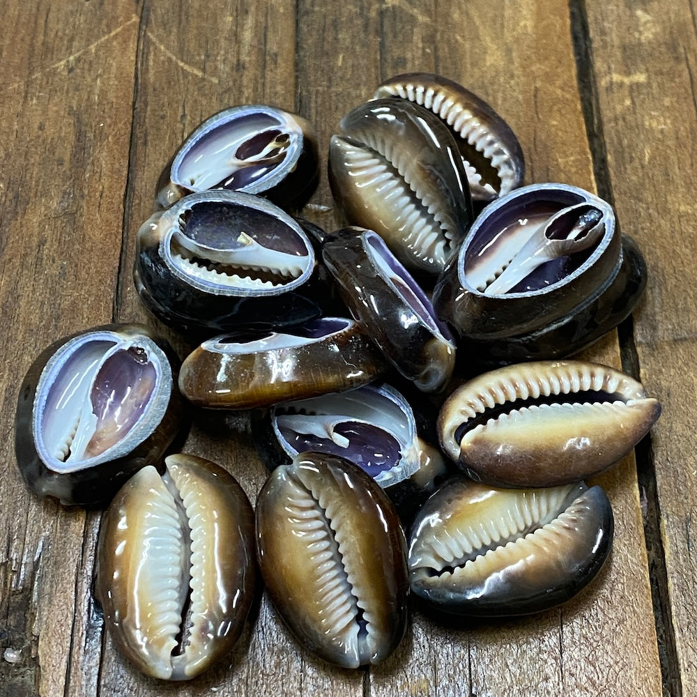 Cowrie CUT Shells (100 grams) - Black/Brown & Purple