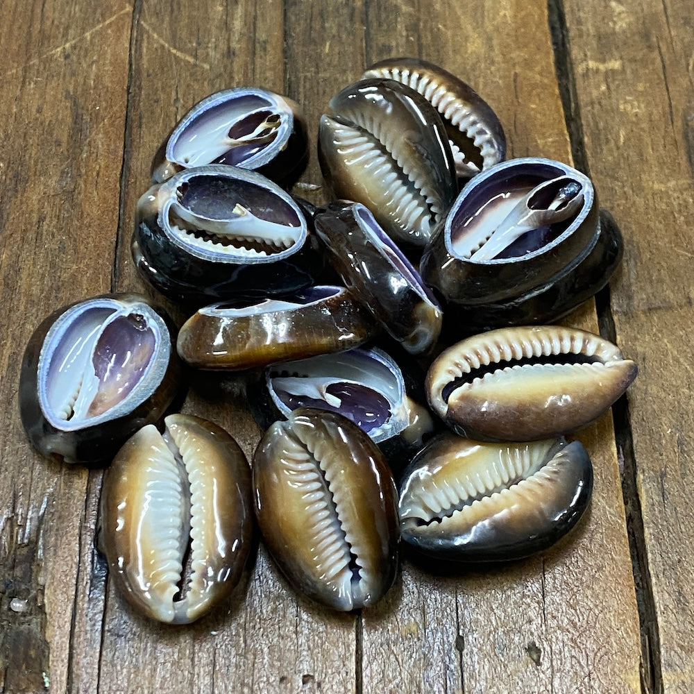 Cowrie CUT Shells (100 grams) - Black/Brown & Purple