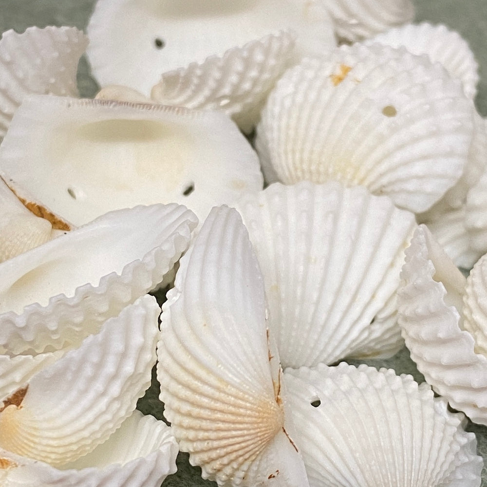 Fan Shells w. 2 Holes (100 grams) - White