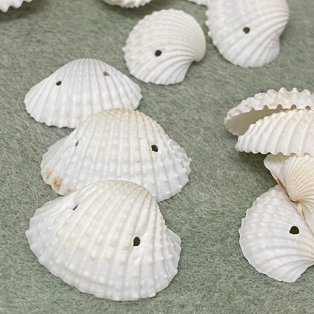 Fan Shells w. 2 Holes (100 grams) - White
