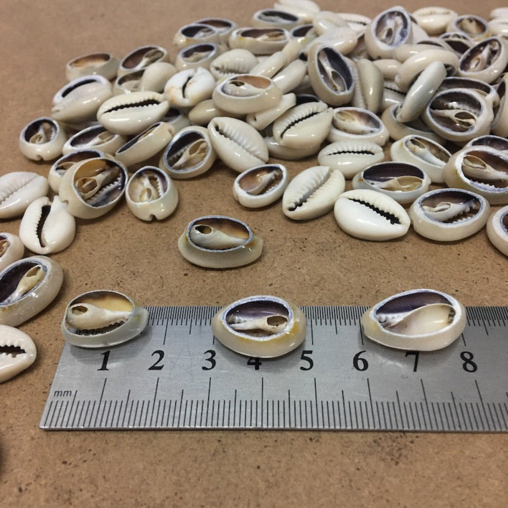 A collection of cut cowrie shells displayed on a brown surface, showing the shells to be approximately 20mm to 25mm long for the. purpose of making craft home wares or jewelry against a metal ruler to show size