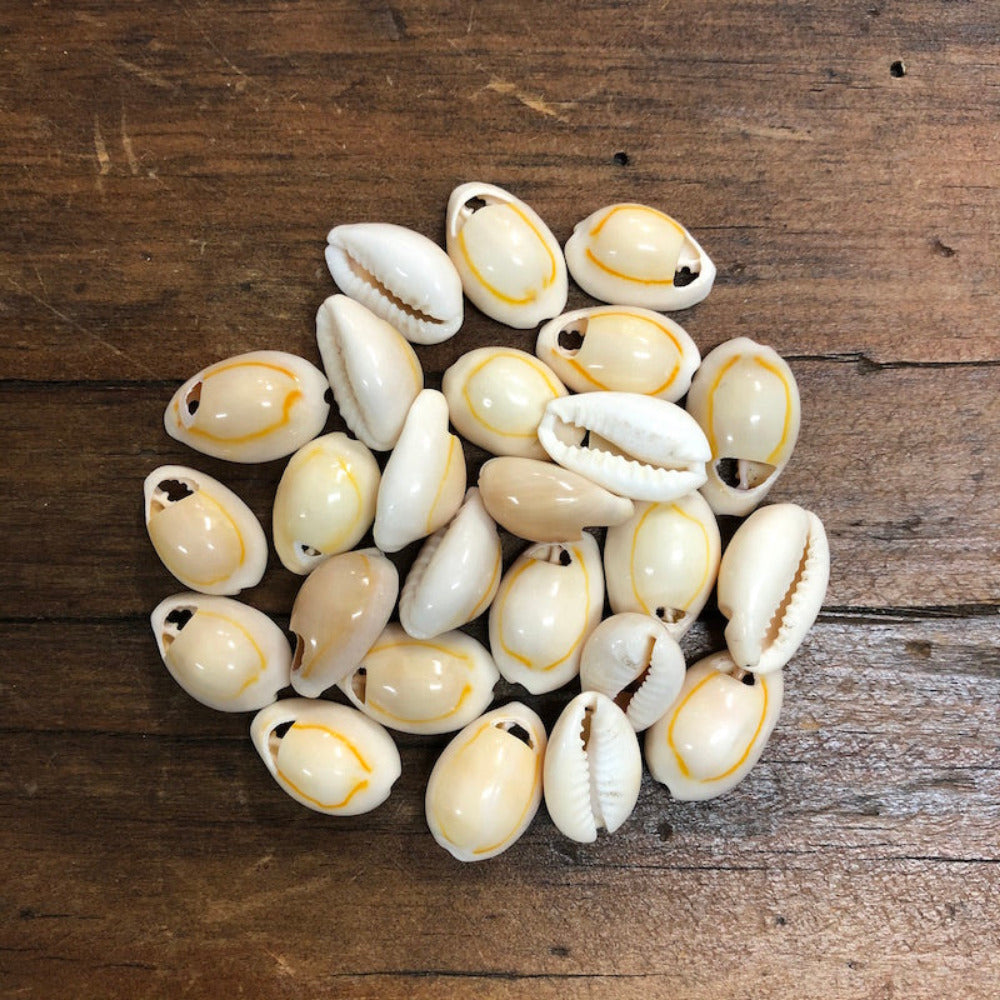 A collection of cowrie shells arranged on a wooden surface, displaying a creamish beige color with purple inside visible through the openings.