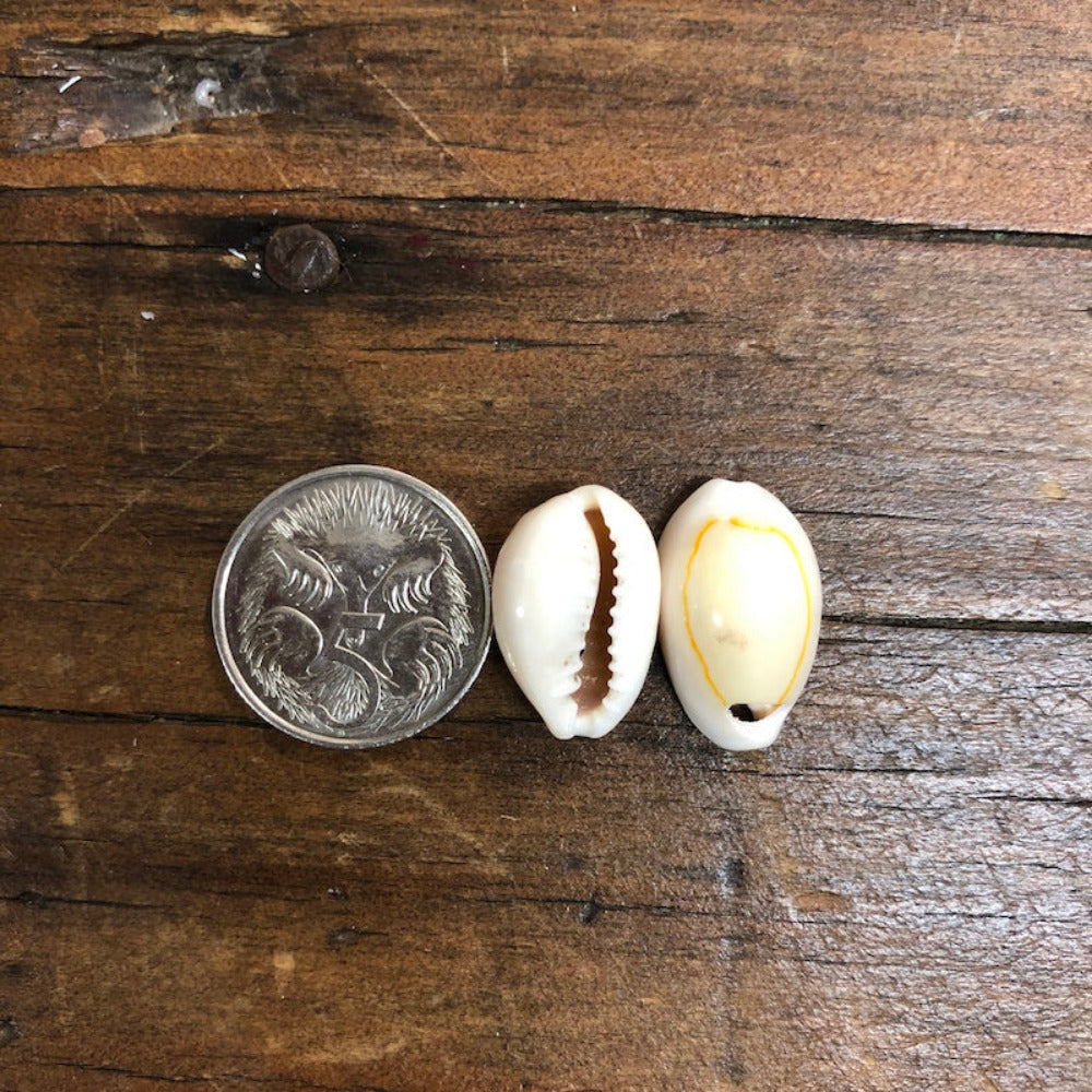 A collection of cowrie shells arranged on a wooden surface next to a coin to show size, displaying a creamish beige color with purple inside visible through the openings.