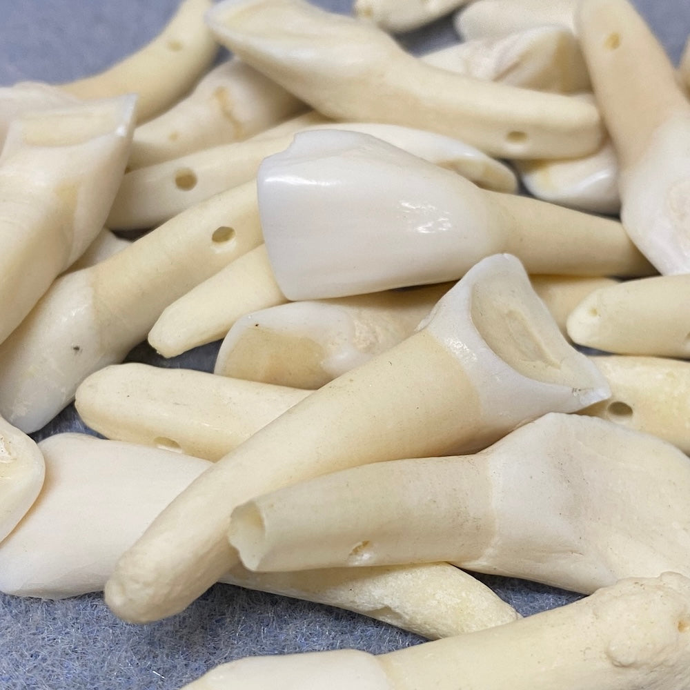 Cow Teeth (5) - Bone Beads
