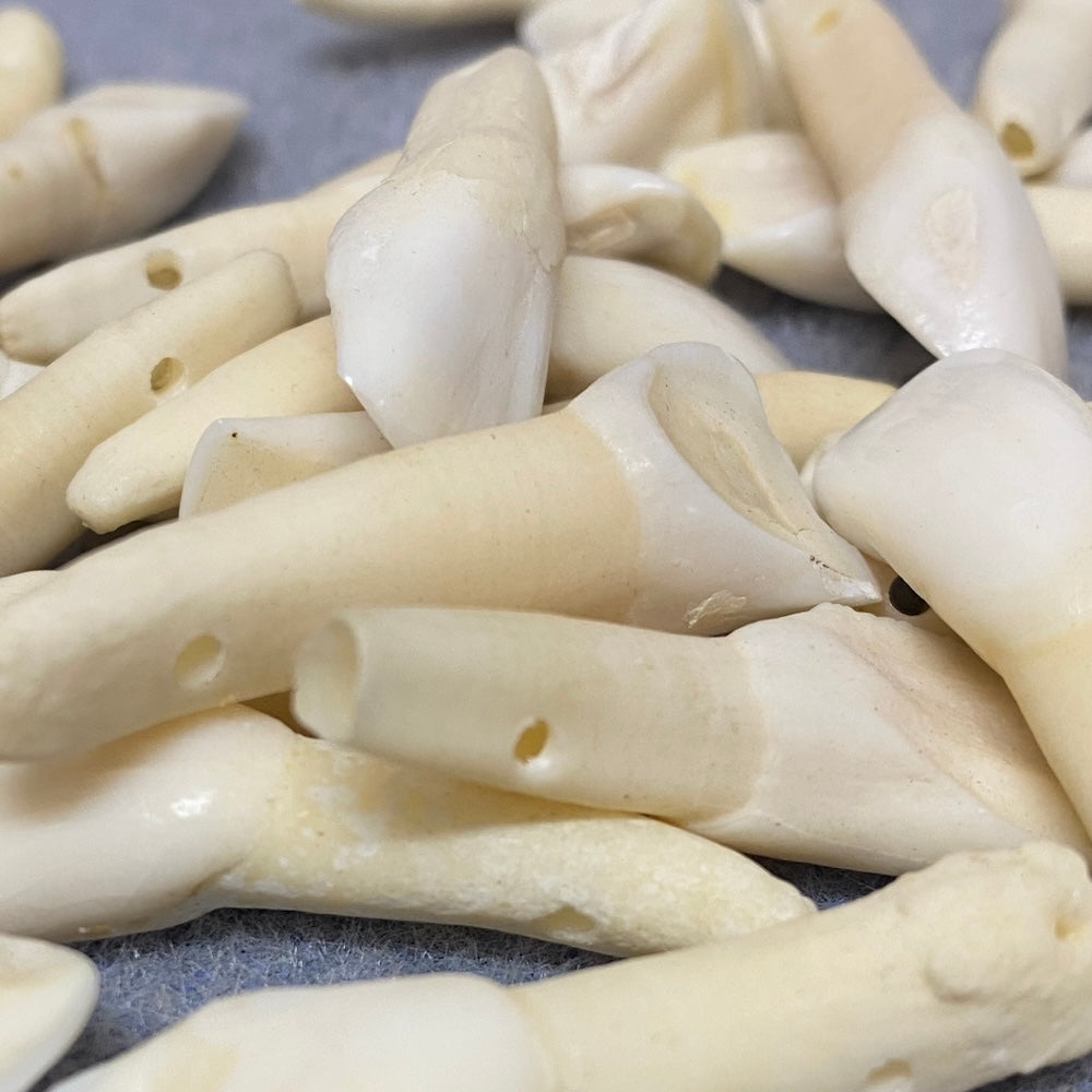 Cow Teeth (5) - Bone Beads
