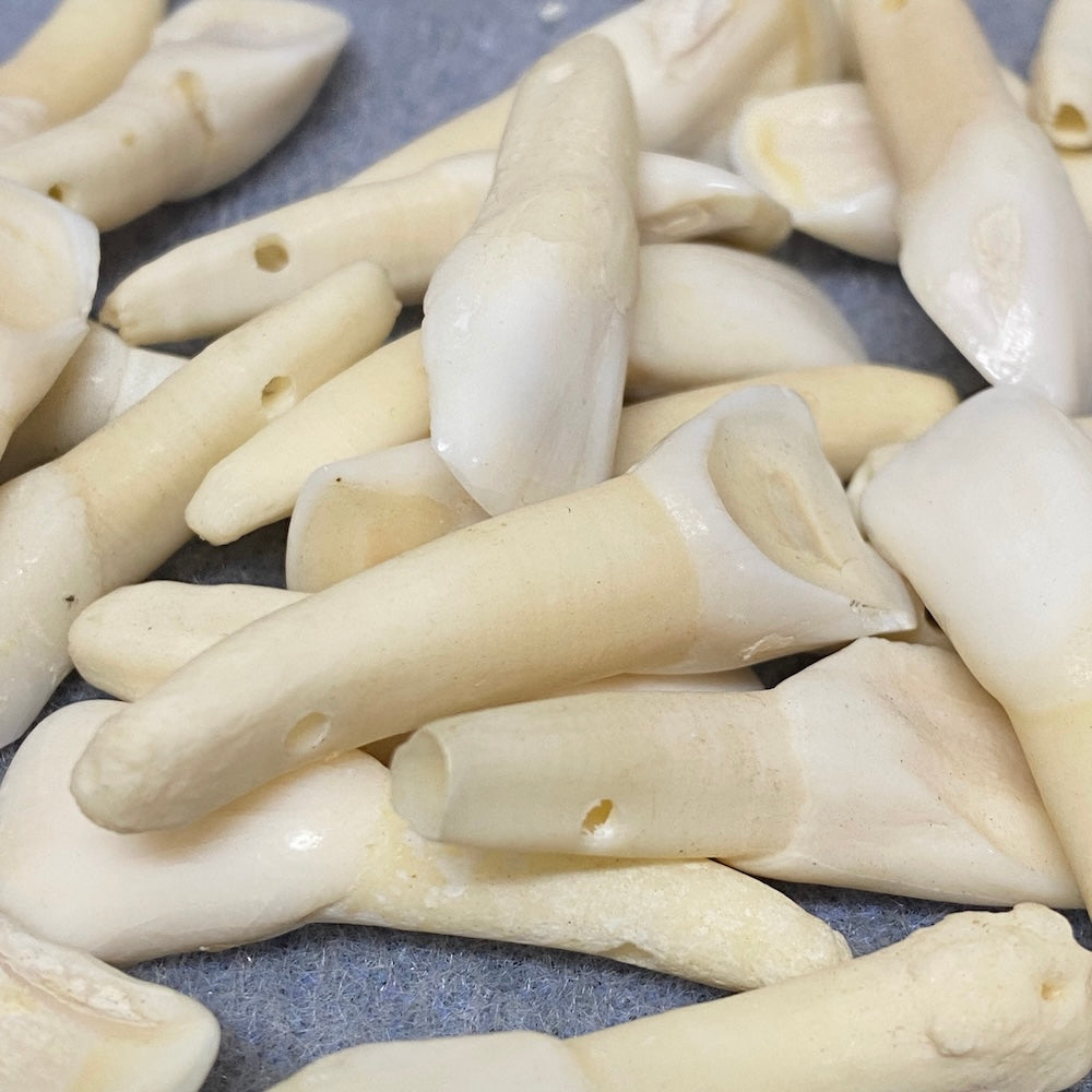 Cow Teeth (5) - Bone Beads