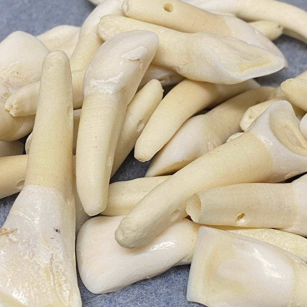 Cow Teeth (5) - Bone Beads