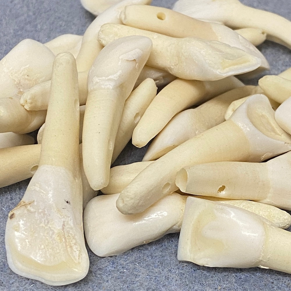Cow Teeth (5) - Bone Beads
