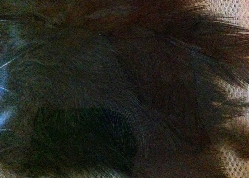 Feathers (50) - Black