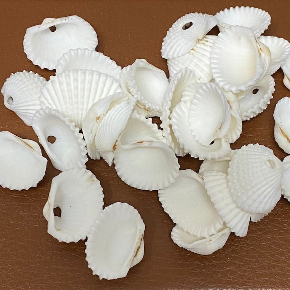 white fan shaped shells showing one hole for threading to use for craft or jewelry making