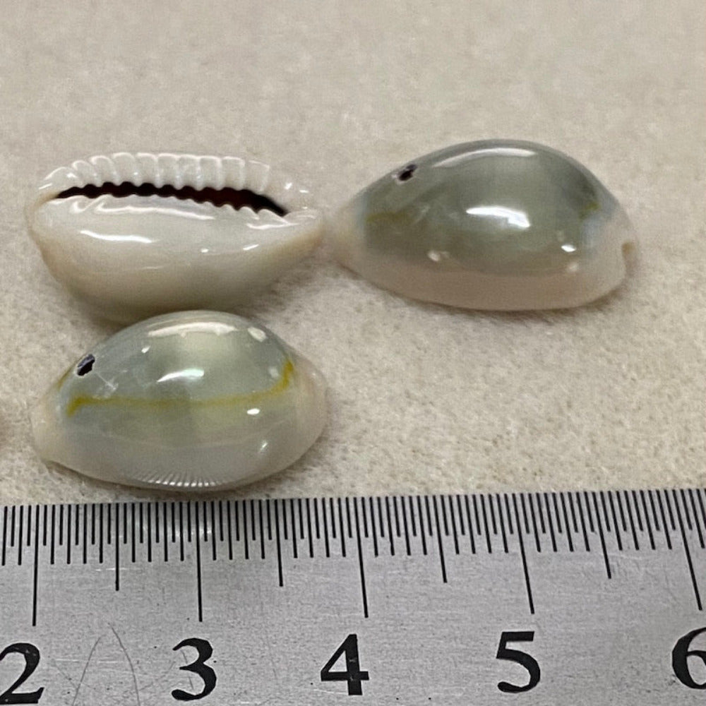 three cowrie shells arranged on a textured surface next to a metal ruler to show the size