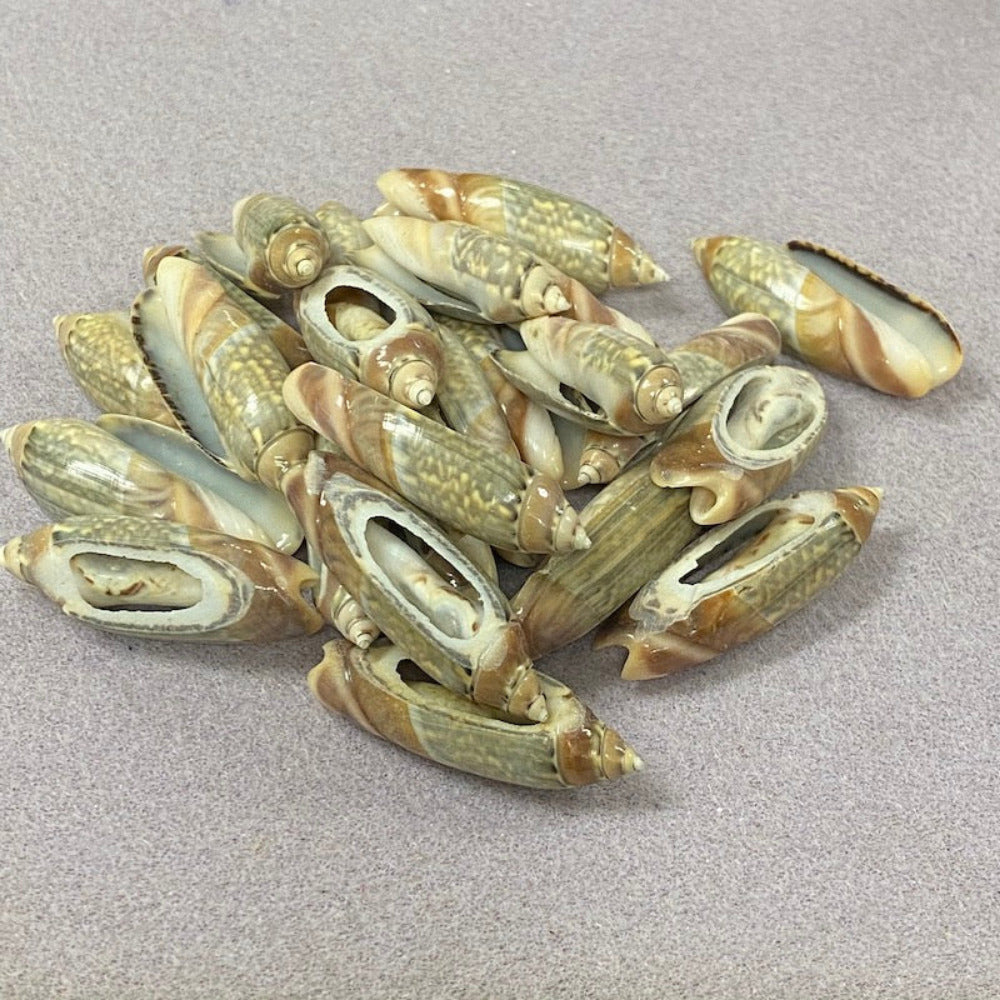 A set of cut cone shell beads in cream, white, green and brown colors displayed on a textured surface