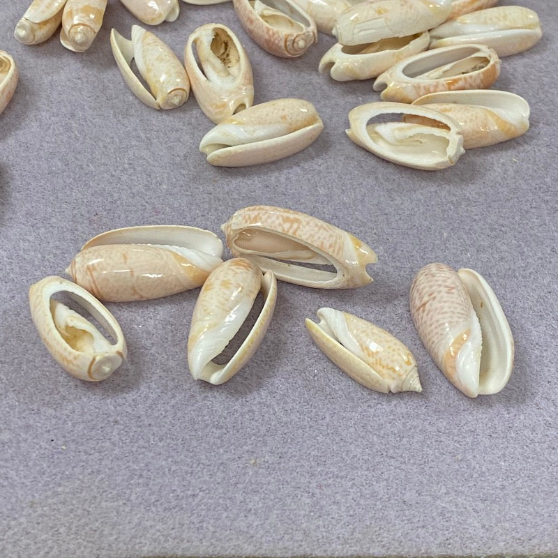 Cut Cone Shells (100 grams) - Cream, White & Pink