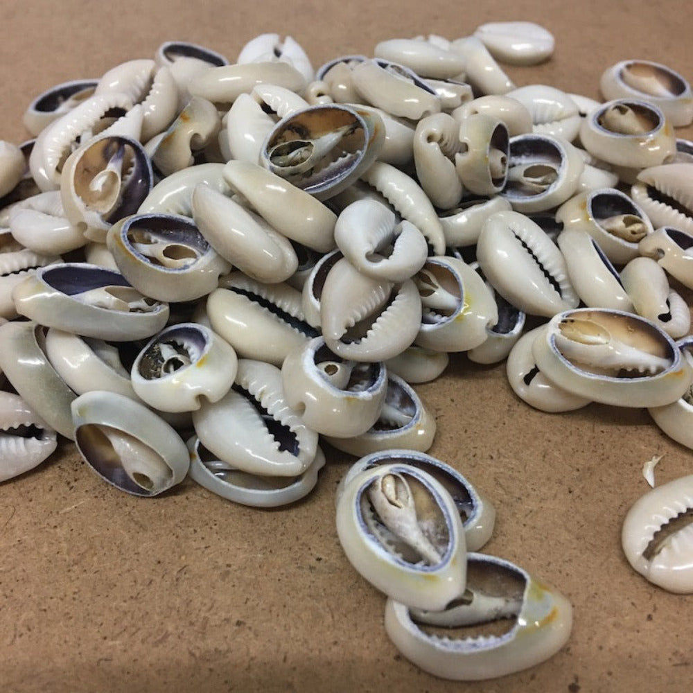 a group of small cut cowrie shells on a grey background for the purpose of craft and jewellery making