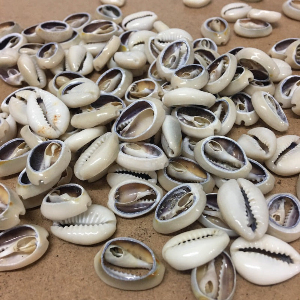 a group of small cut cowrie shells on a grey background for the purpose of craft and jewellery making