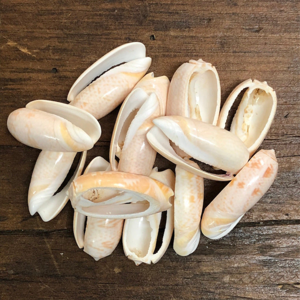 A set of cut cone shell beads in cream, white, and pink colors displayed on a wood surface