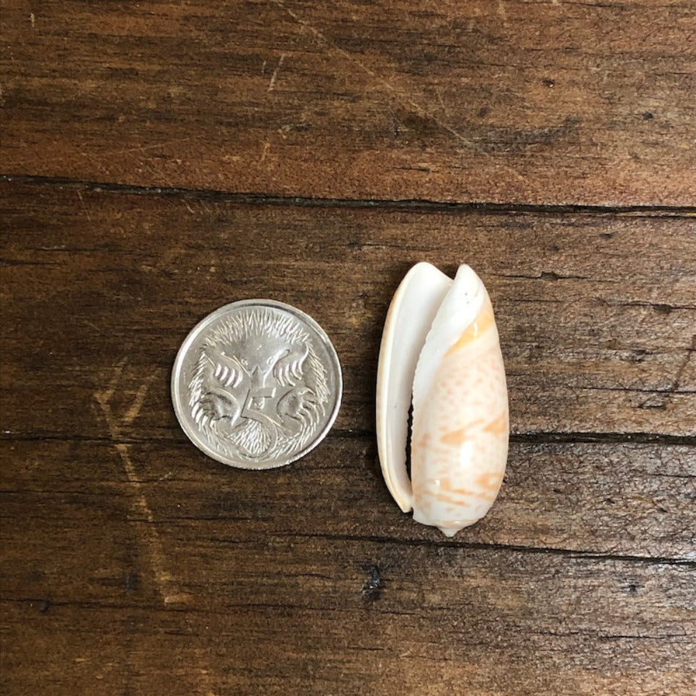 one cut cone shell beads in cream, white, and pink colors displayed on a wood surface next to a coin to show scale