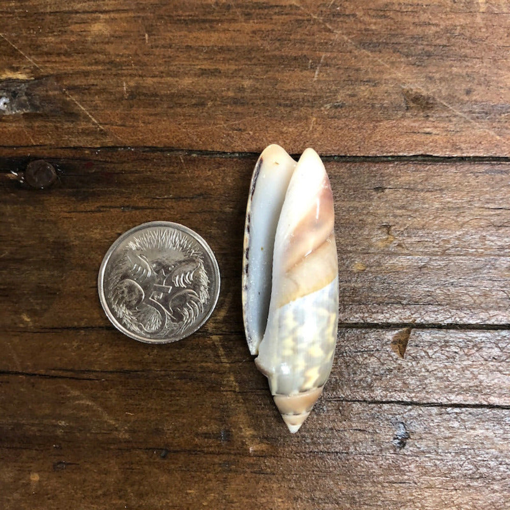 A set of cut cone shell beads in cream, white, green and brown colors displayed on a wooden surface next to a coin for sizing