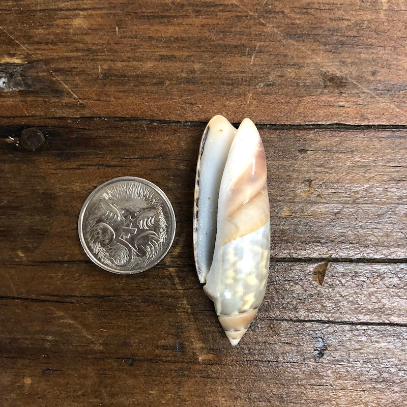 Cut Cone Shells (100 grams) - Green, Brown & Cream