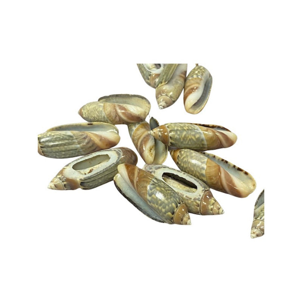 A set of cut cone shell beads in cream, white, green and brown colors displayed on a white background