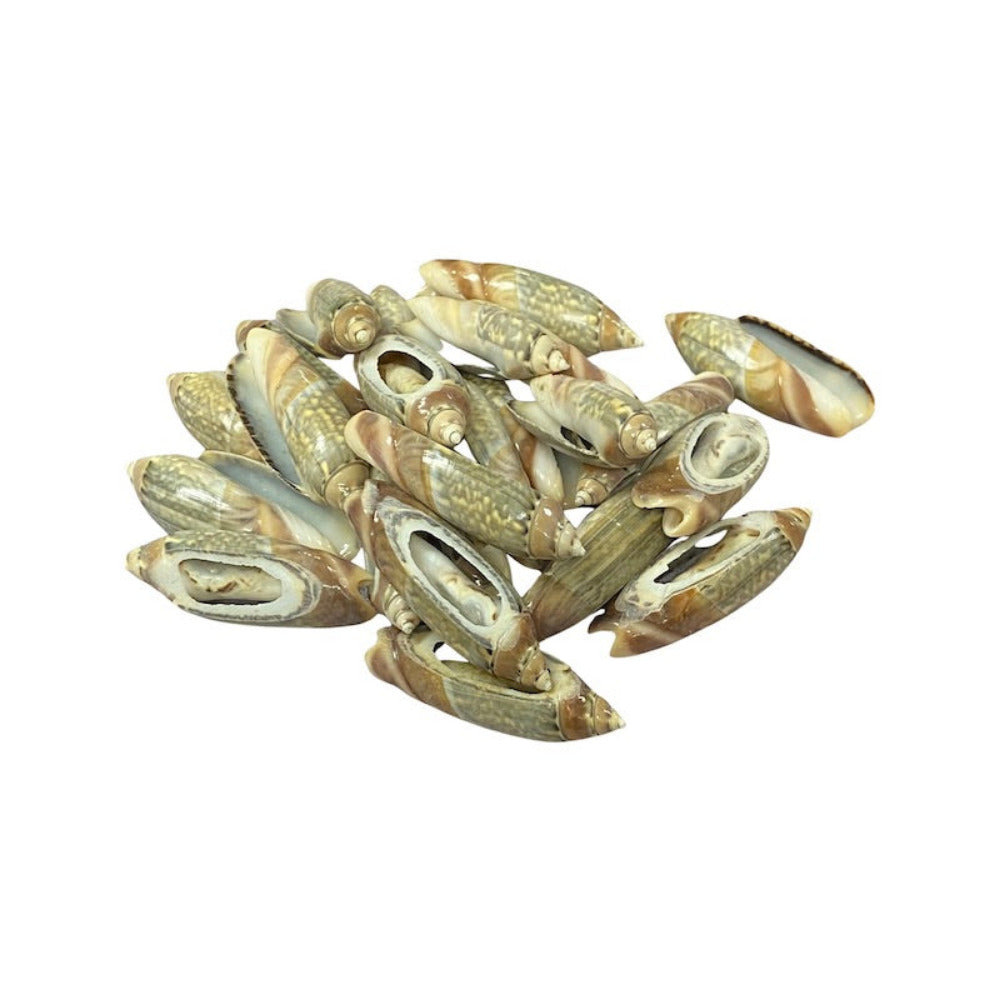 A set of cut cone shell beads in cream, white, green and brown colors displayed on a white background