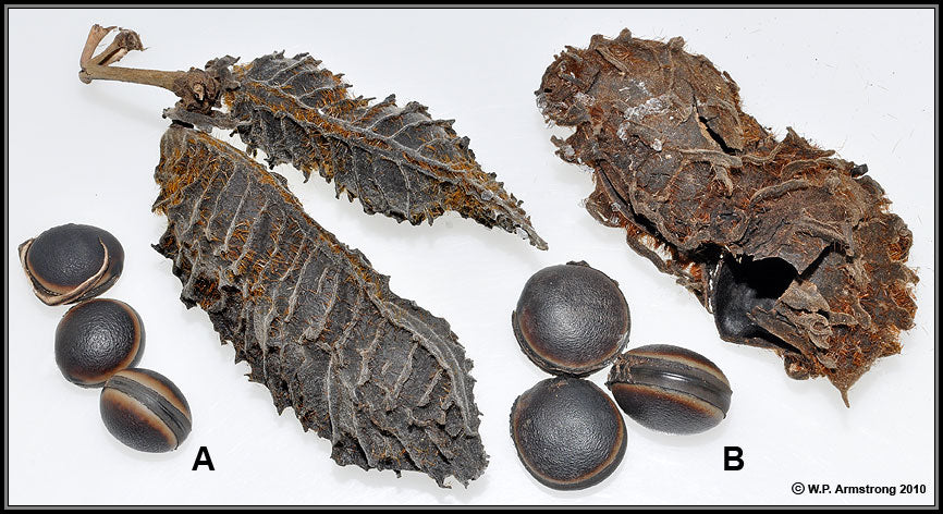 Deer's Eye Seed Bead (2) - Ojo de venado - Bead Shack