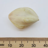 one cream bead on a white background with a ruler to show scale