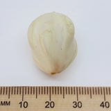 cream bead next to a wooden ruler on a white background