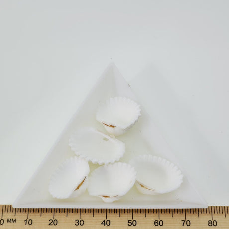 A collection of white fan-shaped shell beads placed on a white surface with a ruler for scale.