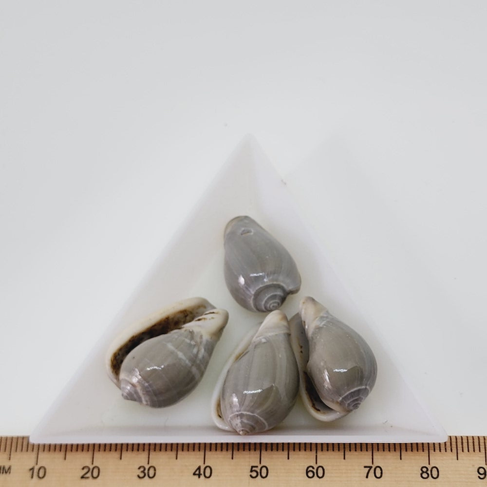 Cone Shells (100 grams) - Greenish Grey
