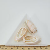 Cut Cone Shells (100 grams) - Cream, White & Pink