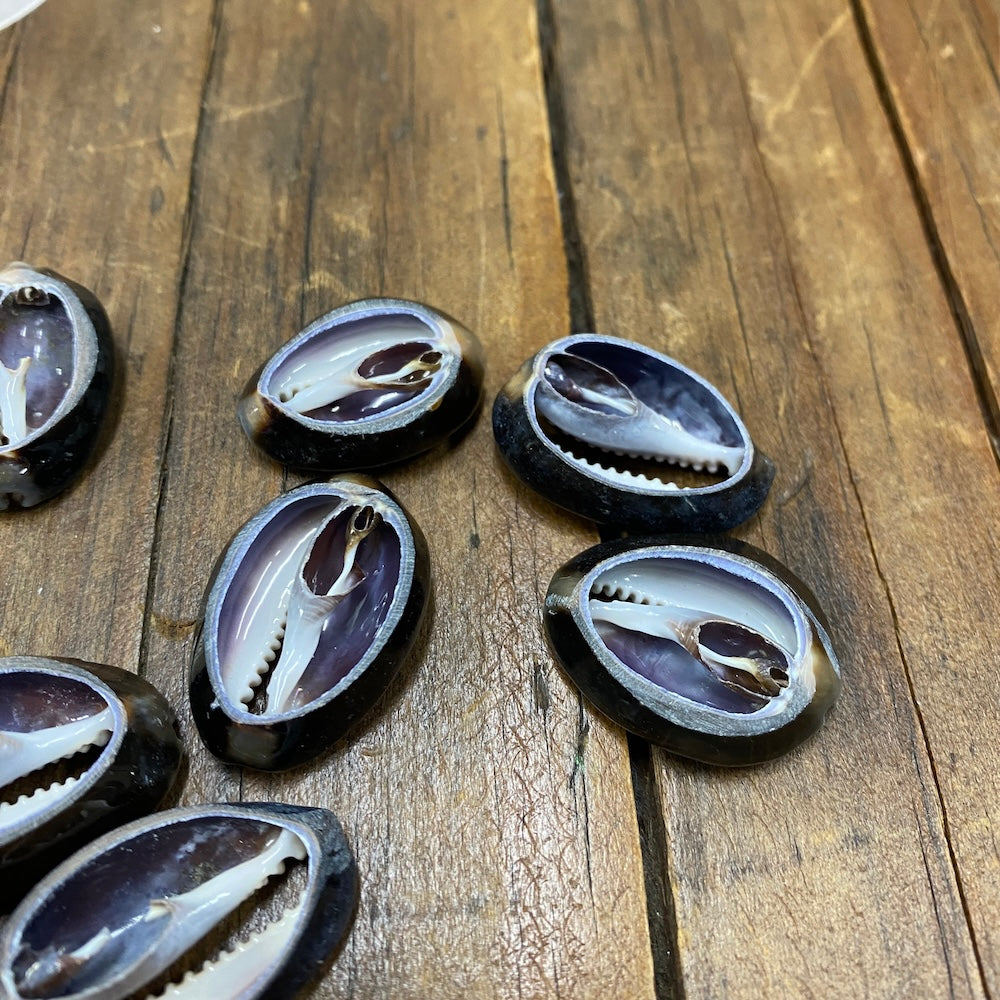Cowrie CUT Shells (100 grams) - Black/Brown & Purple