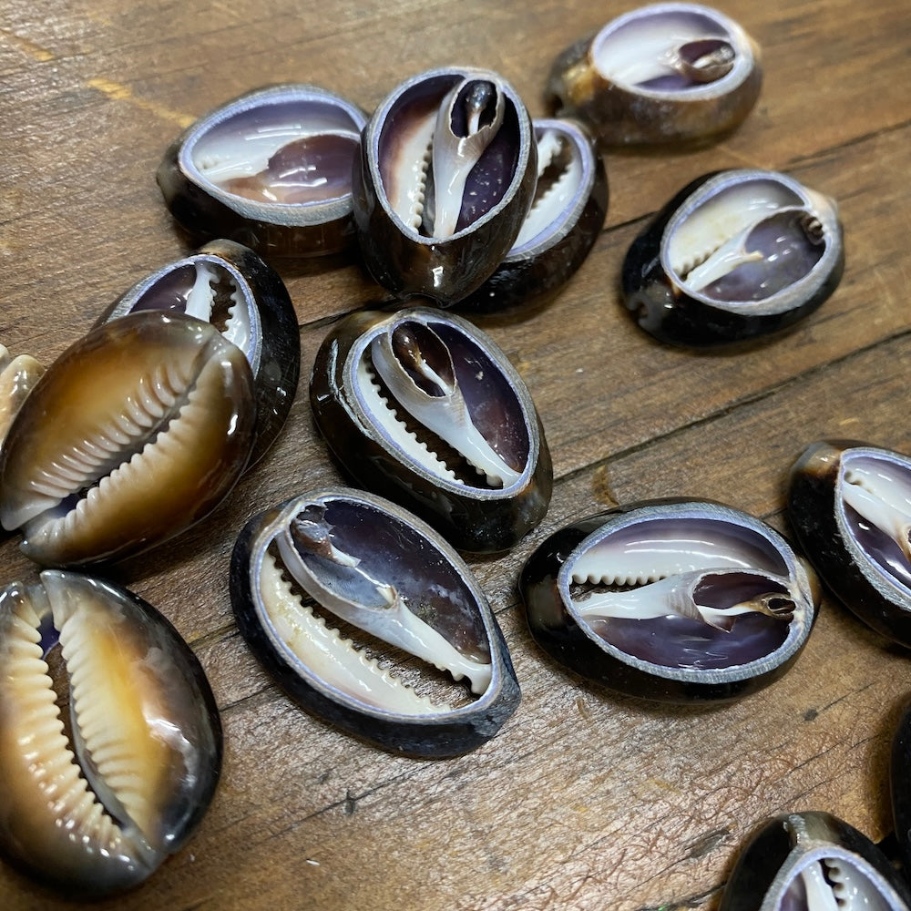 Cowrie CUT Shells (100 grams) - Black/Brown & Purple
