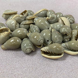 Cone Shells (100 grams) - Greenish Grey