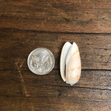 Cut Cone Shells (100 grams) - Cream, White & Pink