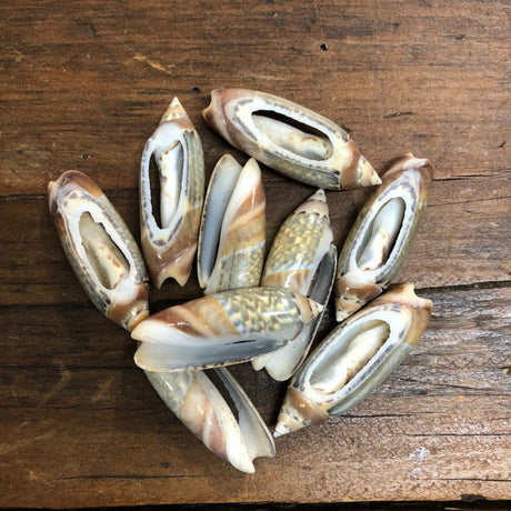 A set of cut cone shell beads in cream, white, green and brown colors displayed on a wooden surface